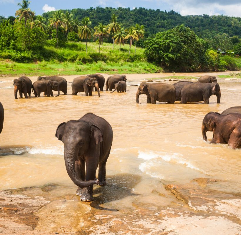 herd-of-elephants-2025-03-08-04-43-14-utc tapropearl_tours